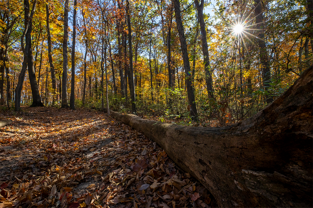 Photograph of the Nature Trail located at the Middletown campus.