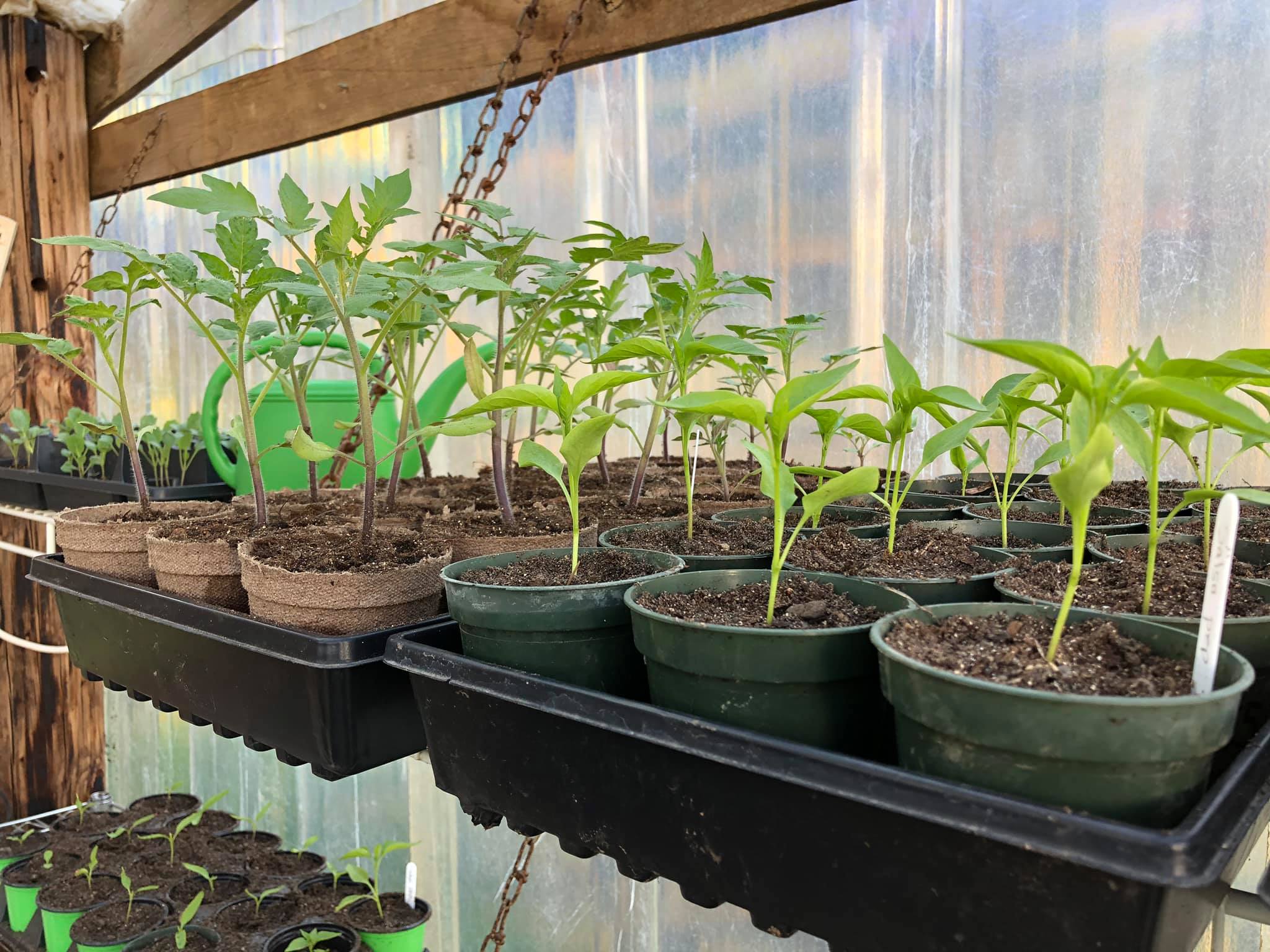 Plants
